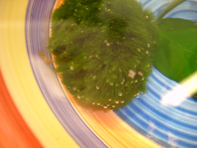 pearling marimo