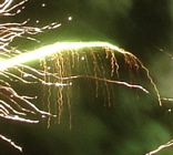 firework leaf